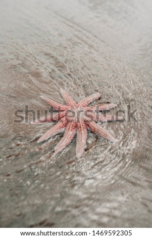 Vertical image of an eleven armed sea star (Coscinasterias muricata). This sort of starfish is distributed all over Australia and Zealand. Close up picture.