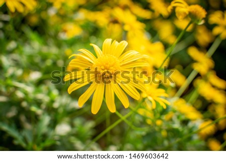 yellow daisy flowers. Daisy is a feminine given name, commonly thought to be derived from the name of the flower. The flower name comes from the Old English word dægeseage, meaning "day's eye".