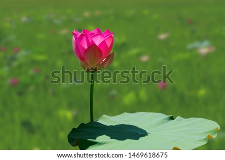 Lotus - A high quality image