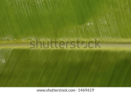 Banana palm under water