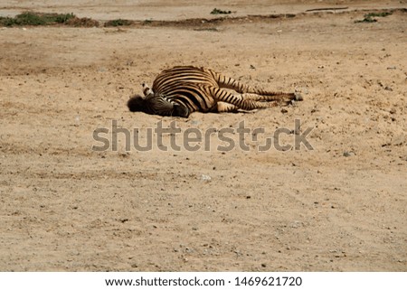 picture of little sleeping zebra