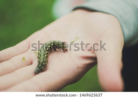 caterpillar hawk moth on the hand