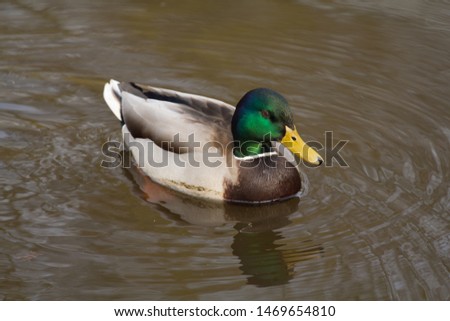The mallard duck is a dabbling duck that breeds throughout the temperate and subtropical Americas, Eurasia, and North Africa