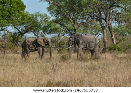 stand off featuring two male elephants in the Kruger