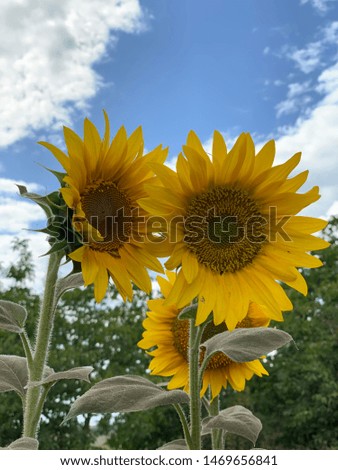 Sunflowers is a summer plant that bears fruit, namely a seed.