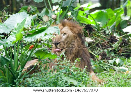 Huge male african lion resting behind the bushes
