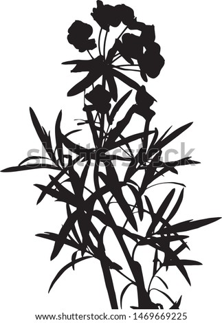 Rattlesnake weed grass silhouette. Close-up. The branch of the plant Rattlesnake weed with flowers and leaves. Medicinal plant. Burian. Poisonous plants Isolated vector illustrations Black on white.