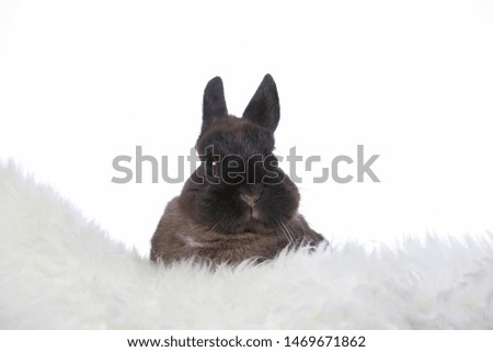 Cute little Polish rabbit with a white background. Adorable bunny isolated on white, copy space