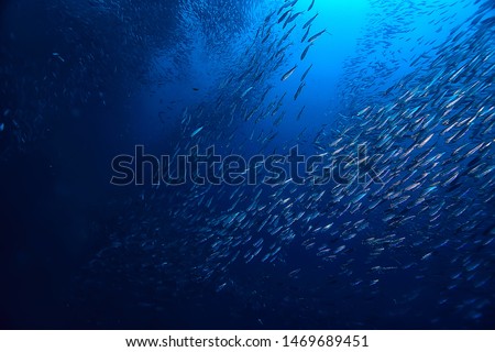 scad jamb under water / sea ecosystem, large school of fish on a blue background, abstract fish alive Royalty-Free Stock Photo #1469689451