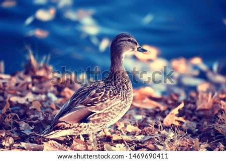 duck autumn park pond / bird by the pond in the park, mallard migratory bird