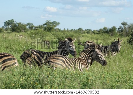 Zebra in Kruger National park in South Africa