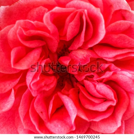 Square photography of red rose