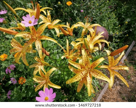 yellow bright lilies grow in nature eco fresh flowers and green grass pattern background image