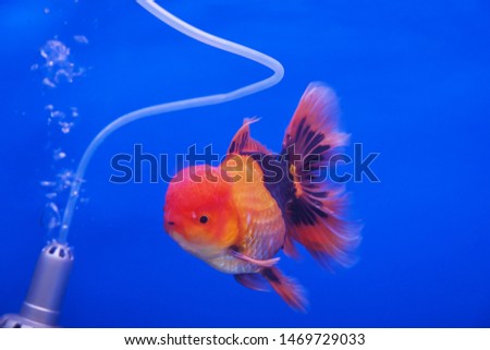 Beautiful fish on a blue background