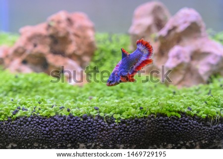 Betta fish of Thailand on the fish tank background