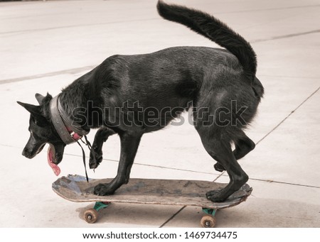 Black big dog riding a skateboard in a skate park. Joyful animal skateboarding.