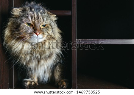Home cat. A large shaggy domestic cat sits on a shelf. Evil look. Low point of photography
