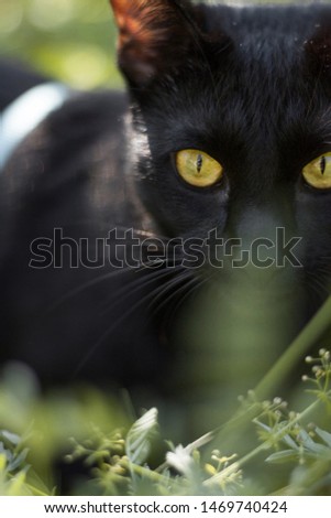Black oriental cat in pet harness walking outside in summer grass. Animal portrait.