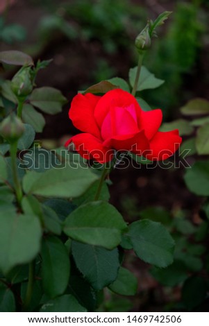 A large red rose with buds on a green Bush. Beautiful red flower