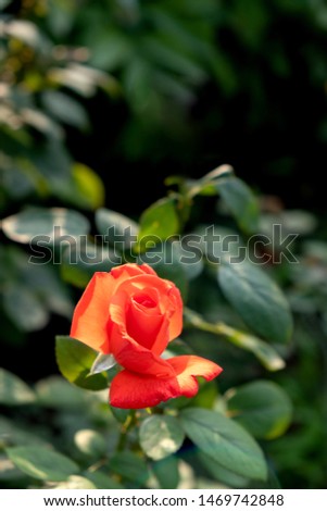A large red rose with buds on a green Bush. Beautiful red flower