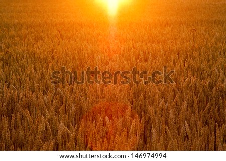 cornfield in golden sunlight 