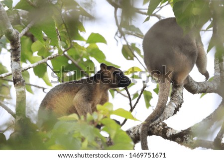 Lumholtz's tree-kangaroo (Dendrolagus lumholtzi)  rests high in a tree Queensland, Australia