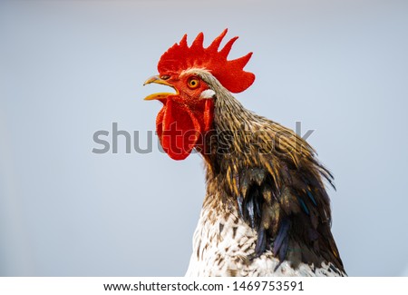 Close-up portrait of a singing rooster on a white background. A singing rooster in the early morning. Funny portrait of a rooster. Royalty-Free Stock Photo #1469753591