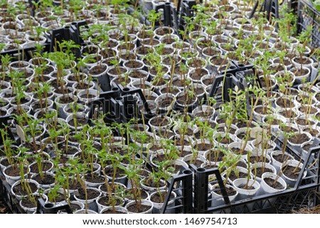 Glasses with seedlings in the greenhouse. White plastic cups and small plants in them. Preparation of planting plants from greenhouses in open ground.