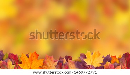 Amazing colorful background of autumn maple tree leaves background with white empty space. Multicolor maple leaves autumn background. High quality resolution picture