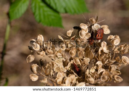 Striped bugs on umbelliferae flowers