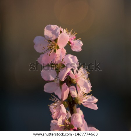 Malus spectabilis pink flowers photos
