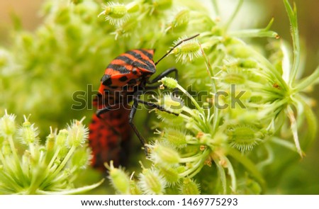 a harlequin bug on a flower