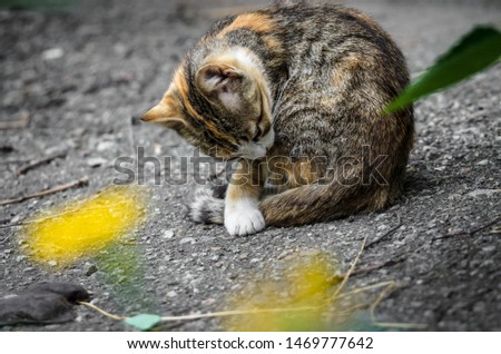 Lonely kitten is washing on the pavement