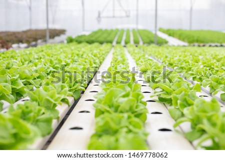 Hydroponic of lettuce farm growing in greenhouse for export to the market. Interior of the farm hydroponics. Vegetables farm in hydroponics. Royalty-Free Stock Photo #1469778062