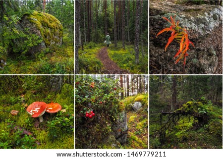 Collage from different pictures of beautiful green deep forest.