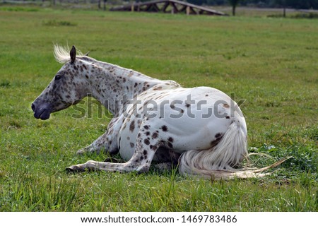 Beautiful horse outdoors in the pasture
