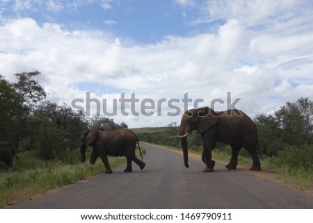 Elephant of Kruger National Park in South Africa