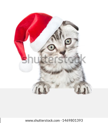 Tabby kitten in red christmas hat peeking above white banner and looking at camera. Empty space for text. isolated on white background