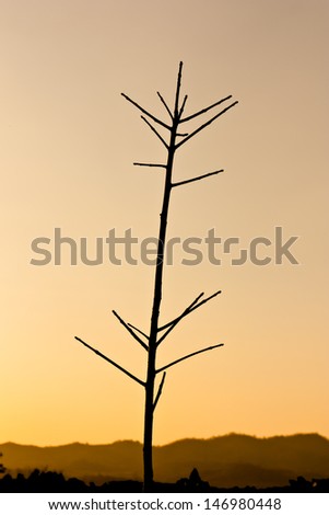 Silhouette view of deciduous rubber tree under twilight sky