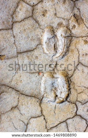 The cow footprint on the dry cracked surface of soil.