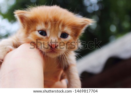 Blurred image of cute  red tabby kitten. Animals day, mammal, pets concept. Animals rescue.