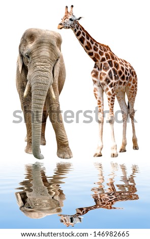 giraffe with elephant isolated on white 