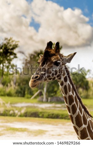 Giraffe waiting to be fed 