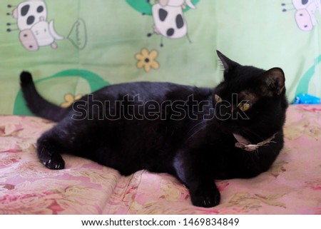 Thai black cat with yellow eyes lying on the couch, cute black cat.