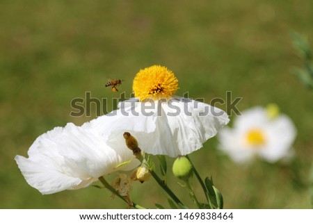 
Romneya coulteri - Californian tree poppy. Blossoms on a garden bed.  Bright yellow stamens.
 