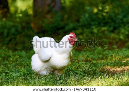 View of a fat white hen standing on a green lawn on a sunny summer day. Royalty-Free Stock Photo #1469841110