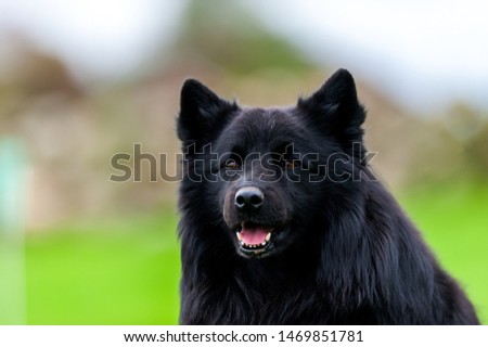 PET DOG LAPP DOG black lapphund 