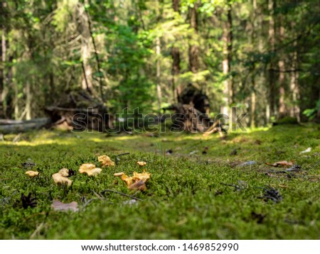 chanterelle mushrooms grow in Bialowieza Forest, Poland