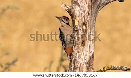 Birdwhatching in "Hides de Navarra" Spain. Excellent place where you can take good pictures.