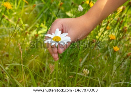 Hand of a little girl, in the field, picking a daisy flower Royalty-Free Stock Photo #1469870303